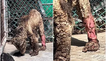 Osa Mina trasladada a la Fundación Invictus en Hidalgo para atención médica