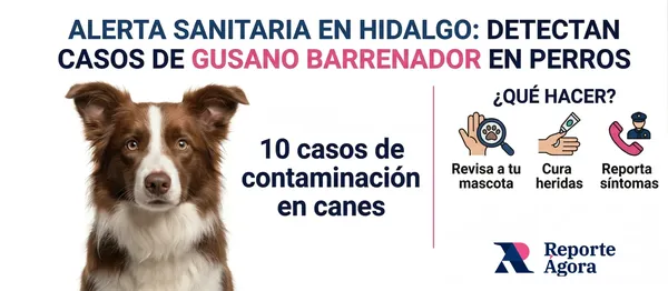 Las autoridades sanitarias intensifican la vigilancia en 27 municipios de Hidalgo para controlar el brote de miasis en ganado y animales domésticos. Imagen: Reporte Ágora