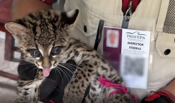 Cría de tigrillo Leopardus wiedii rescatada por la Profepa en un domicilio de Tecpaco
