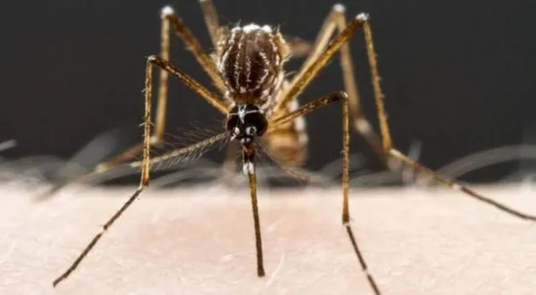 Operativo de nebulización contra dengue en Hidalgo