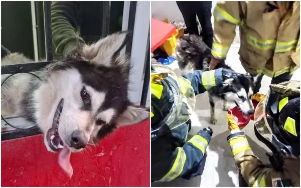 Perrito rescatado por bomberos voluntarios en Hidalgo
