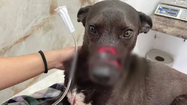 Maya fue la perrita que sufrió lesiones tras ser atacada con un machete, mientras su dueña la paseaba en la colonia San Antonio el Desmonte, en la capital de Hidalgo.