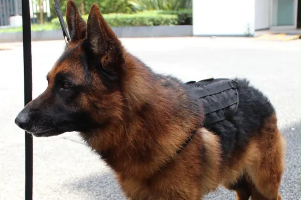 Boss, perro K9 de la Fiscalía CDMX, con arnés de trabajo