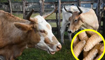 Brigadas sanitarias desinfectando ganado bovino en la sierra de Hidalgo.