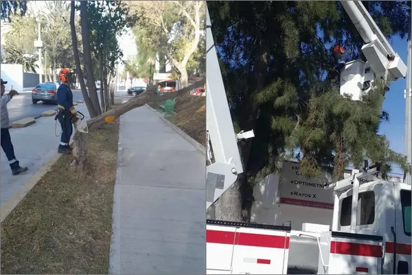 Trabajadores de Parques y Jardines del Ayuntamiento realizaron este martes 13 de enero la poda y derribo de varios árboles en el Jardín Pasteur y el Parque Hidalgo.