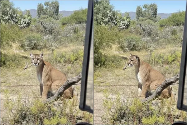 Un puma fue detectado este 29 de octubre cerca de la comunidad de Benito Juárez, en San Agustín Tlaxiaca, por lo que autoridades piden a la población mantenerse alerta.