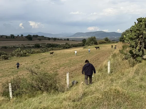 Habitantes de la zona se llevaron presuntamente 76 reses luego de que el tráiler que las transportaba se incendiara en el tramo Calpulalpan-Sahagún del Arco Norte. Foto: Ale Jandro