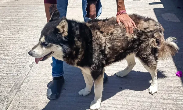 Mediante vuelos de dron y apoyo de la Unidad K9, autoridades de Pachuca localizaron y pusieron a salvo a cuatro perros en situación de abandono.