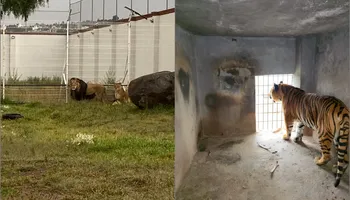 Una pareja de leones africanos y otra pareja de tigres fueron asegurados en la colonia Matilde, en Pachuca, este viernes 26 de septiembre. Fotos: PGJEH