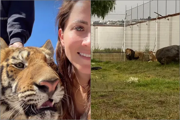 Stephanie Rico, dueña de los dos leones y dos tigres asegurados en Pachuca, acusa negligencia en el operativo realizado por la PJEH.