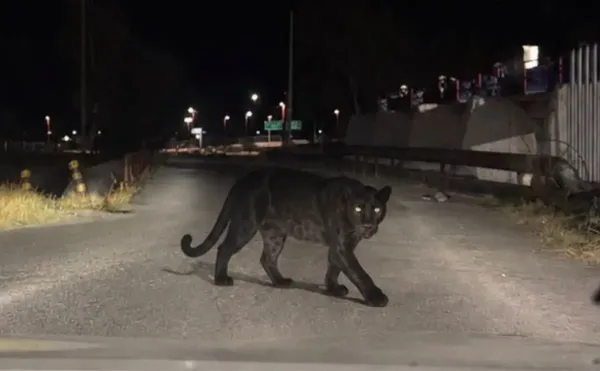 Pantera capturada tras escapar de una finca y atacar a una mujer en Lerdo, Durango