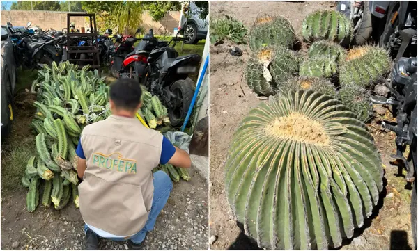 Elementos de la Profepa y FGR evaluaron 165 cactáceas aseguradas en Cardonal, Hidalgo; entre ellas, ejemplares de biznaga burra protegidos por la NOM-059.