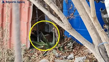 Bajo una mesa, parcialmente cubierta con un pedazo de teja, es como vive una perrita en la colonia Rinconadas del Venado ll, en Mineral de la Reforma, lo que la mantiene expuesta al frío, lluvia o sol, denuncian vecinos. Foto: Cortesía