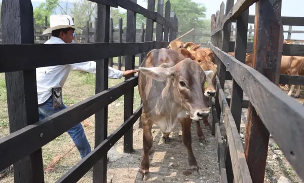 El secretario de Agricultura de Hidalgo, Napoleón González Pérez, aseveró que las brigadas de salud y la vigilancia epidemiológica han sido clave para sanar al 84% del ganado afectado por el gusano barrenador. Foto: Sader Hidalgo