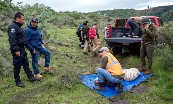 El tigre de Bengala Kenzo presentaba otras heridas en el cuerpo, algunas compatibles con proyectiles de arma de fuego, según el informe preliminar de la UNAM. Foto: Cortesía