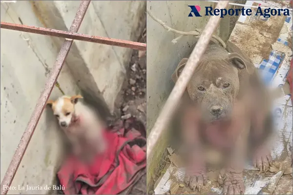 La asociación de protección animal La Jauría de Balú denunció el maltrato prolongado al que fueron sometidos dos perritos en la colonia Paseos de Chavarria.