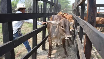 El secretario de Agricultura de Hidalgo, Napoleón González Pérez, aseveró que las brigadas de salud y la vigilancia epidemiológica han sido clave para sanar al 84% del ganado afectado por el gusano barrenador. Foto: Sader Hidalgo