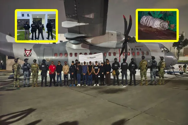 Vehículos y animales exóticos asegurados durante el megaoperativo contra el CJNG en Hidalgo