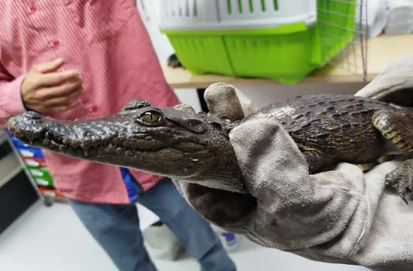 Cocodrilo entregado a SEMARNATH en San Agustín Tlaxiaca recibe atención en Pachuca.