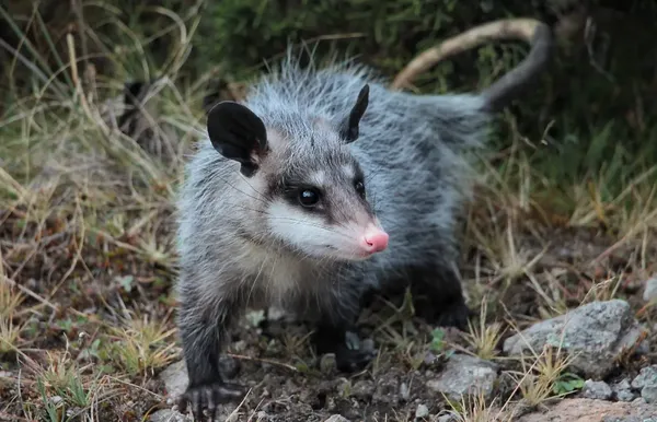 Tlacuache en zona urbana de Pachuca, Hidalgo, observado por autoridades ambientales