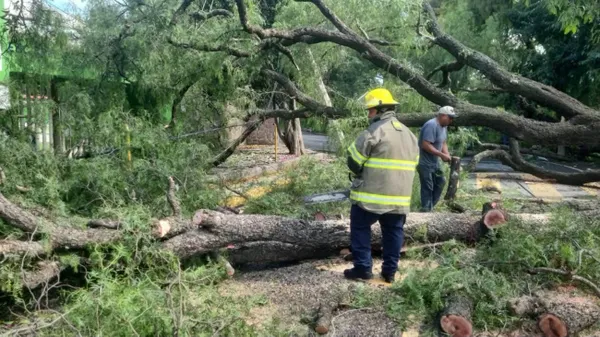 Tala de árboles centenarios en la comunidad de San Marcos por las obras del Plan Hídrico de Tula
