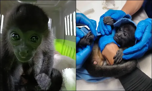 Especialistas de la Unidad de Rehabilitación de Fauna de Pachuca atienden a la cría de mono aullador de manto de aproximadamente dos meses de edad antes de su traslado con PROFEPA. Fotos: Cortesía